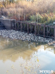 Массовая гибель рыбы в Кимовске, Фото: 1