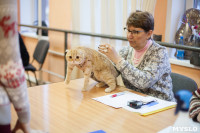 В Туле прошла выставка «Пряничные кошки» , Фото: 94