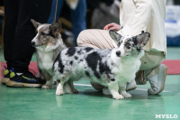 Выставка собак в Туле, Фото: 191