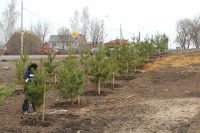 Высадка деревьев в Мясново, 4 апреля 2014 г., Фото: 2