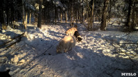Зимний поход с собаками, Фото: 45