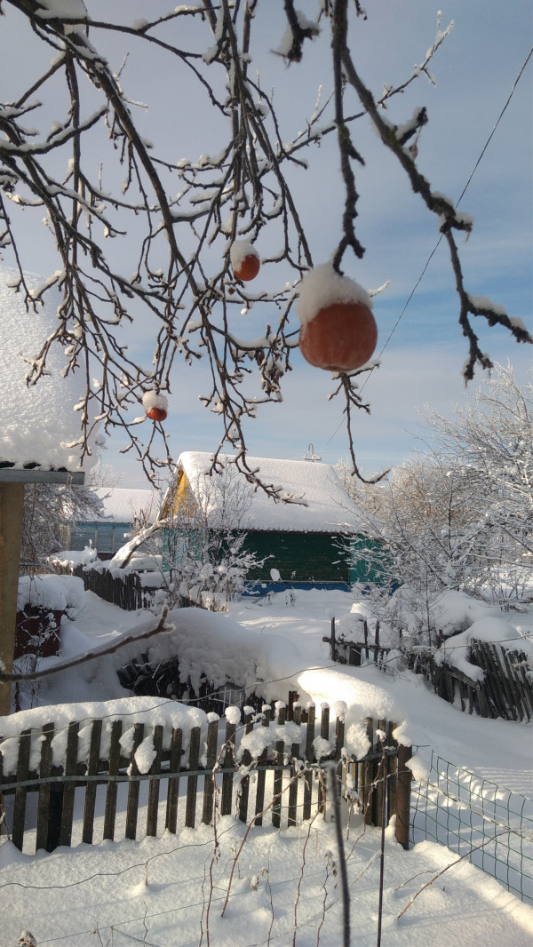 Яблоки в снегу