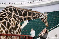Цирк больших зверей в Туле: милый жираф Багир готов целовать и удивлять зрителей, Фото: 9