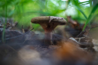В Ясной Поляне засняли редкий краснокнижный гриб-баран, Фото: 11