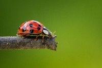 , Фото: 4