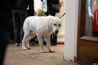 Выставка собак в ДК "Косогорец", Фото: 35