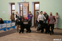 Выставка собак в Туле, Фото: 64