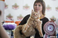 В Туле прошла выставка «Пряничные кошки» , Фото: 54