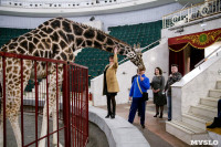 Цирк больших зверей в Туле: милый жираф Багир готов целовать и удивлять зрителей, Фото: 16