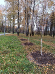 В Пролетарском парке высадили деревья, Фото: 1