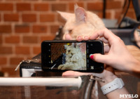 Выставка кошек в Искре, Фото: 79