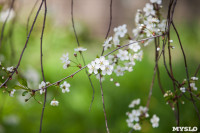 Весна в Туле, Фото: 1