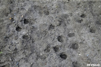 Бродячие собаки погубили рассаду тулячки и довели ее до сердечного приступа, Фото: 12