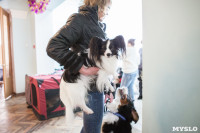 Выставка собак в Туле, 29.11.2015, Фото: 47