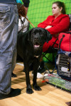 В Туле прошла выставка собак всех пород, Фото: 4