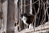 Тульские котики, Фото: 32