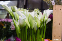 Ассортимент тульских цветочных магазинов. 28.02.2015, Фото: 44