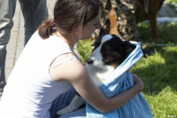 В Туле прошла выставка собак всех пород: фоторепортаж, Фото: 72