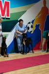 В Туле прошла выставка собак всех пород, Фото: 24