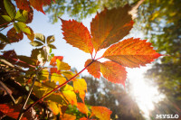 Золотая осень в Тульской области, Фото: 67