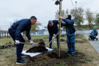 Администрация Тулы вместе с депутатами высадили клёны во дворе дома для военнослужащих в Туле, Фото: 8