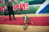 В Туле прошла выставка собак всех пород, Фото: 93