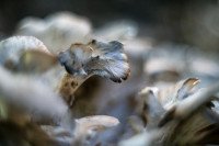 В Ясной Поляне засняли редкий краснокнижный гриб-баран, Фото: 4