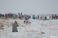 Гонки на собачьих упряжках «Большой тур» на Куликовом поле, Фото: 34