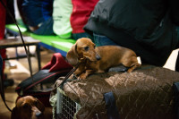 В Туле прошла выставка собак всех пород, Фото: 170
