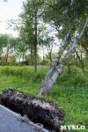 В Баташевском саду из-за непогоды упали вековые деревья, Фото: 11