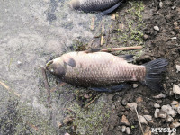 В пруду поселка Октябрьский в Туле из-за загрязнения гибнет рыба, Фото: 3