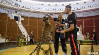 Фитнес для тигрят: как воспитываются будущие звезды цирка?, Фото: 11
