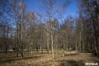 Кто и как решает, какие деревья нужно удалять в Центральном парке Тулы, Фото: 8
