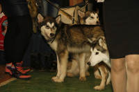 В Туле прошла всероссийская выставка собак, Фото: 54
