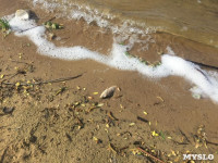 В Черепетском водохранилище массово погибла рыба, Фото: 4