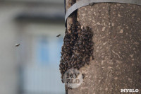 В Туле в фонарном столбе поселились пчелы, Фото: 7