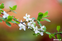Майские цветы в Туле, Фото: 5