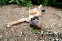 Собаки на тульской метеостанции, Фото: 1