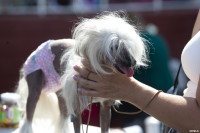 В Туле прошла выставка собак всех пород: фоторепортаж, Фото: 70