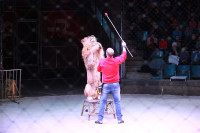Новая программа в Тульском цирке «Нильские львы». 12 марта 2014, Фото: 8