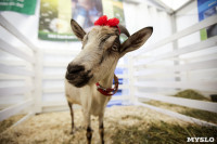 Выставка коз в Туле, Фото: 5