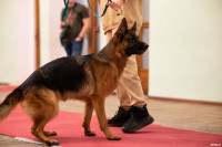Выставка собак в ДК "Косогорец", Фото: 40