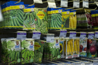 Леруа Мерлен: Какие выбрать семена и правильно ухаживать за рассадой?, Фото: 6