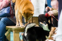 Пражский крысарик, хотошо и кангал: в Туле прошла выставка собак всех пород, Фото: 103