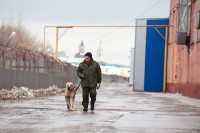 Как живет собачий патруль Туламашзавода, Фото: 1