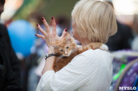 Международная выставка кошек, Фото: 3