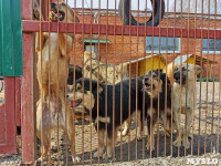 Приют для животных в поселке Сергиевский, Фото: 34