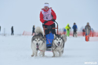 Праздник северных собак на Куликовом поле , Фото: 82