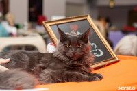 В Туле прошла выставка «Пряничные кошки» , Фото: 64
