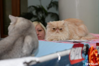 Выставка кошек в Туле, Фото: 4